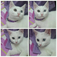 Ankara Kedisi, Kedi  MİSHA fotoğrafı