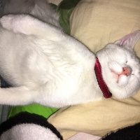 Ankara Kedisi, Kedi  MİSHA fotoğrafı