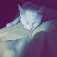 Ankara Kedisi, Kedi  MİSHA fotoğrafı