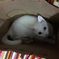 Ankara Kedisi, Kedi  MİSHA fotoğrafı