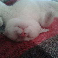 Ankara Kedisi, Kedi  MİSHA fotoğrafı