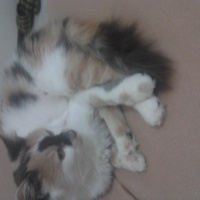 Ankara Kedisi, Kedi  Aneane fotoğrafı