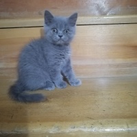 Scottish Fold, Kedi  Mia fotoğrafı