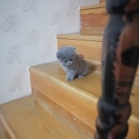 Scottish Fold, Kedi  Mia fotoğrafı