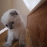 Scottish Fold, Kedi  Mia fotoğrafı