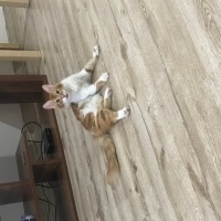 Sarman, Kedi  Suzi fotoğrafı