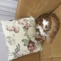 Sarman, Kedi  Suzi fotoğrafı