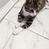 Tekir Kedi, Kedi  Pati fotoğrafı