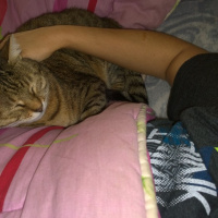 Tekir Kedi, Kedi  şeker fotoğrafı