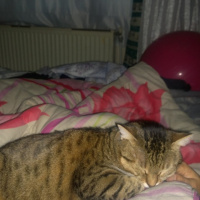 Tekir Kedi, Kedi  şeker fotoğrafı