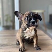 Fransız Bulldog, Köpek  Artemis fotoğrafı