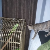 Tekir Kedi, Kedi  Bella Mia fotoğrafı