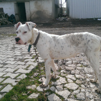 Dogo Arjantin, Köpek  Linda fotoğrafı