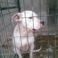 Dogo Arjantin, Köpek  Linda fotoğrafı