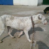 Dogo Arjantin, Köpek  Linda fotoğrafı