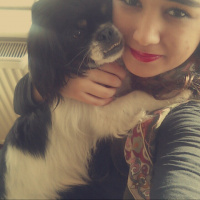 Pekingese, Köpek  HEKTOR fotoğrafı