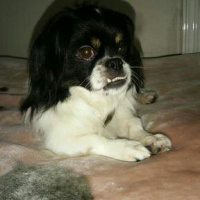 Pekingese, Köpek  HEKTOR fotoğrafı