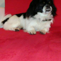 Pekingese, Köpek  HEKTOR fotoğrafı