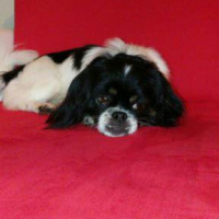 Pekingese, Köpek  HEKTOR fotoğrafı