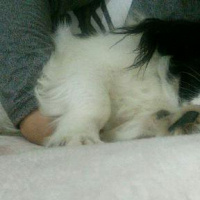 Pekingese, Köpek  HEKTOR fotoğrafı