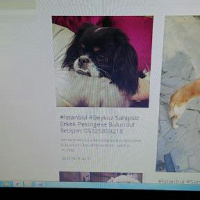 Pekingese, Köpek  HEKTOR fotoğrafı