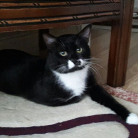 Soke, Kedi  Smokin fotoğrafı