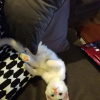 Van Kedisi, Kedi  Şita fotoğrafı