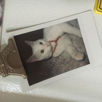 Van Kedisi, Kedi  Şita fotoğrafı