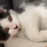 Scottish Fold, Kedi  Coconut fotoğrafı