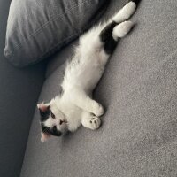 Scottish Fold, Kedi  Coconut fotoğrafı