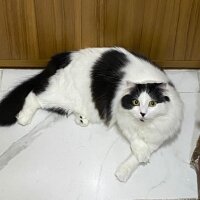 Scottish Fold, Kedi  Coconut fotoğrafı