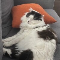 Scottish Fold, Kedi  Coconut fotoğrafı