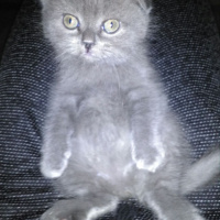 Scottish Fold, Kedi  mucize fotoğrafı