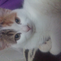 Soke, Kedi  Maffin fotoğrafı