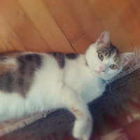 Soke, Kedi  Maffin fotoğrafı