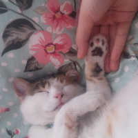 Soke, Kedi  Maffin fotoğrafı