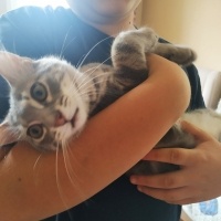Tekir Kedi, Kedi  Bulut fotoğrafı