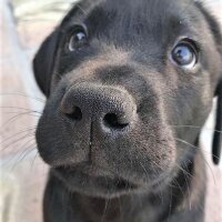 Golden Retriever, Köpek  Bobi fotoğrafı