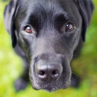 Golden Retriever, Köpek  Bobi fotoğrafı