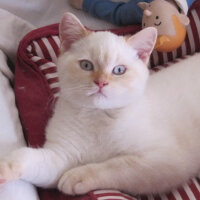 British Shorthair, Kedi  Zambak fotoğrafı