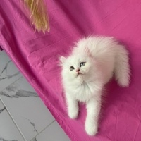 Chinchilla, Kedi  PAMUK fotoğrafı