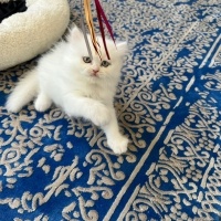 Chinchilla, Kedi  PAMUK fotoğrafı
