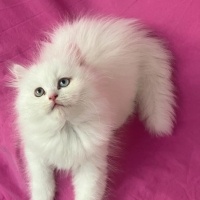 Chinchilla, Kedi  PAMUK fotoğrafı