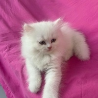Chinchilla, Kedi  PAMUK fotoğrafı