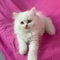 Chinchilla, Kedi  PAMUK fotoğrafı