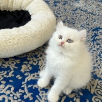 Chinchilla, Kedi  PAMUK fotoğrafı
