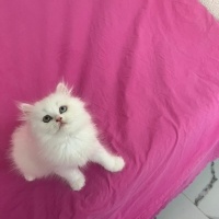 Chinchilla, Kedi  PAMUK fotoğrafı