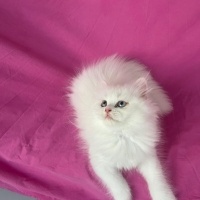 Chinchilla, Kedi  PAMUK fotoğrafı