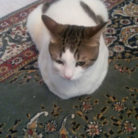 Tekir Kedi, Kedi  zoro fotoğrafı