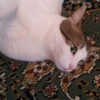 Tekir Kedi, Kedi  zoro fotoğrafı